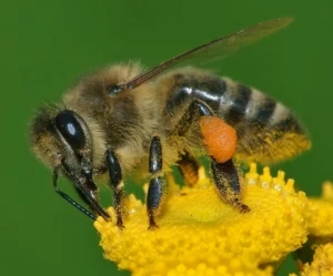 Honeybees give directions to food with a dance