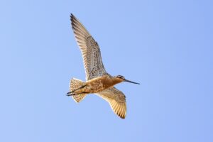 A five-month-old godwit flew from Alaska to Tasmania nonstop
