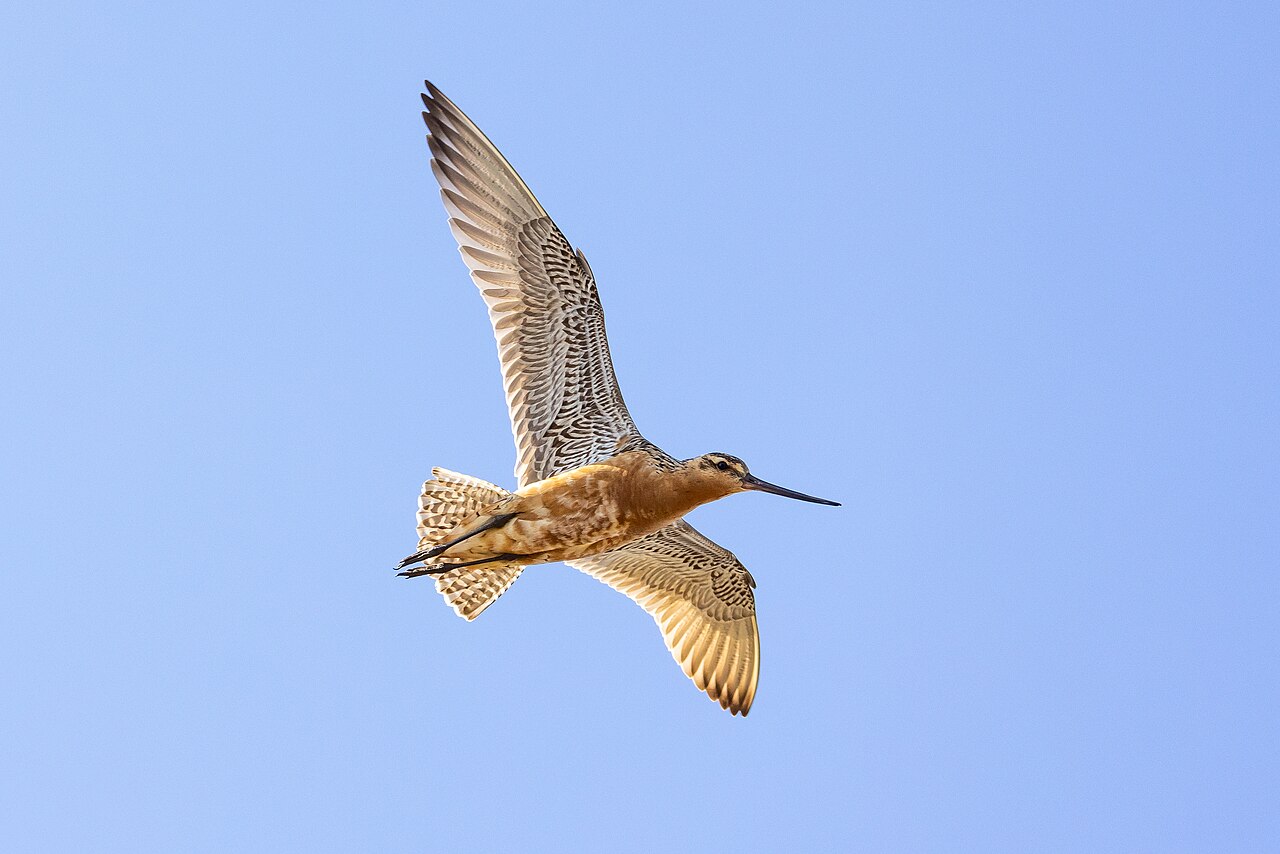 A five-month-old godwit flew from Alaska to Tasmania nonstop