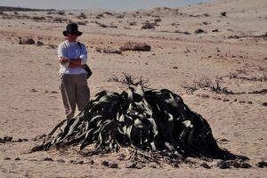 Welwitschia, the desert plant with only two leaves