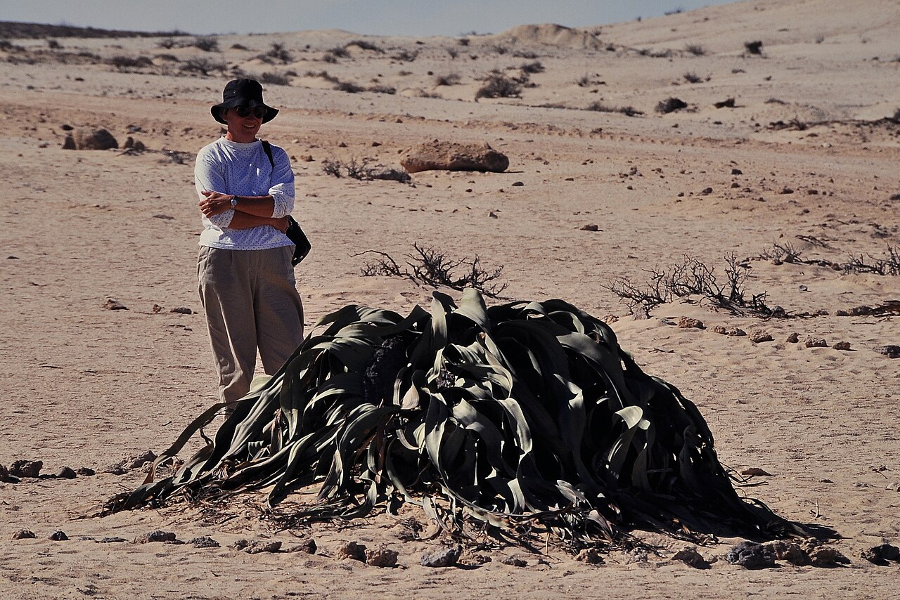 Welwitschia, the desert plant with only two leaves