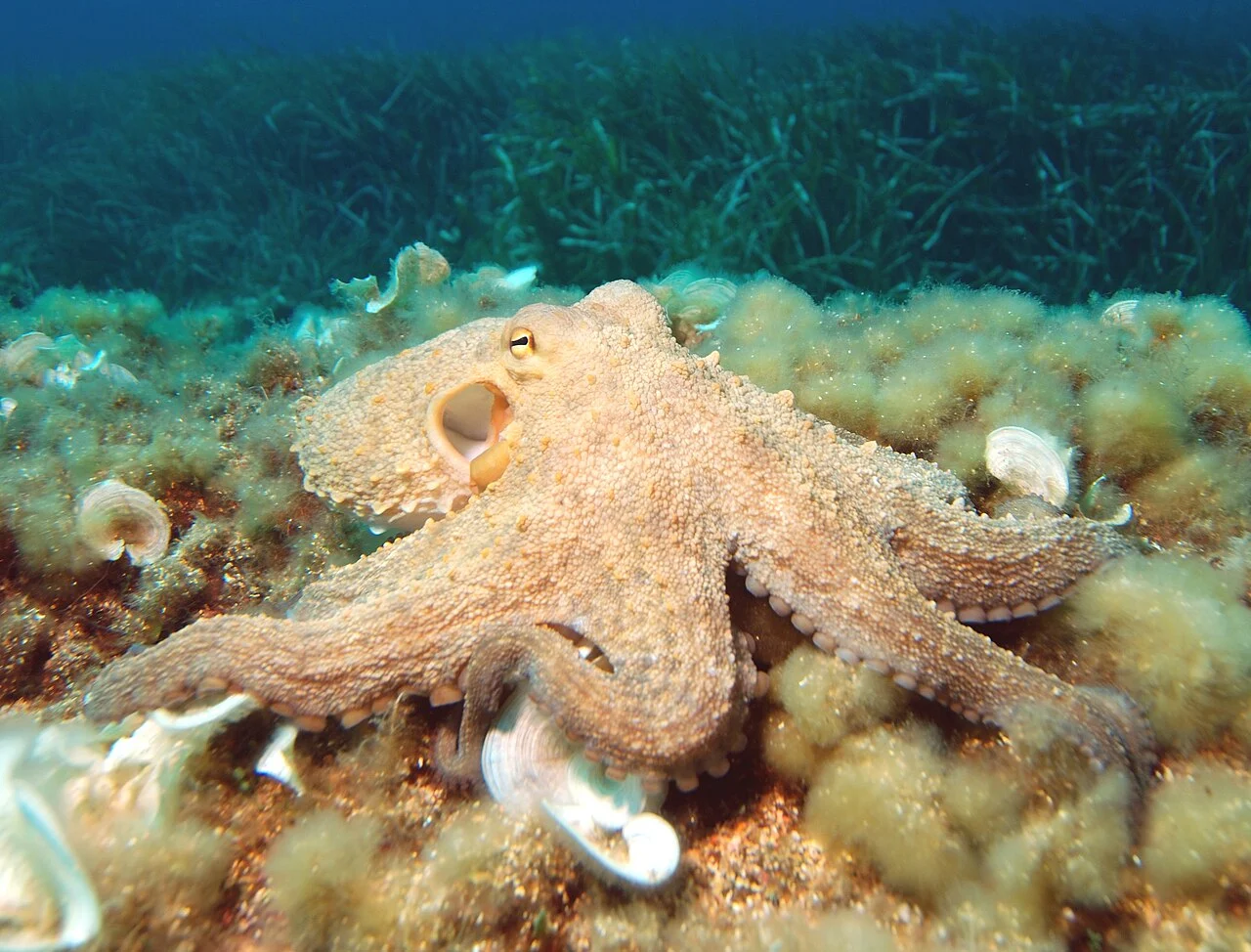 Octopuses have three hearts and blue blood