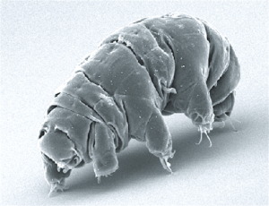 Tardigrades survived 12 days exposed to open space