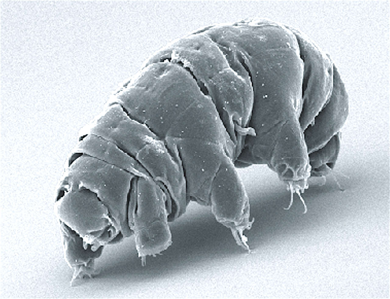 Tardigrades survived 12 days exposed to open space