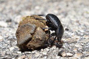 Dung beetles use the Milky Way to steer at night