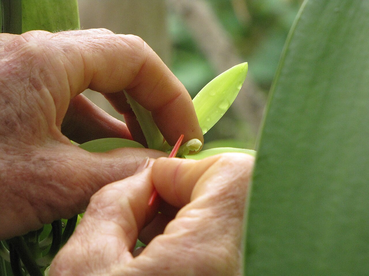 How a 12-year-old on Réunion made vanilla a global crop