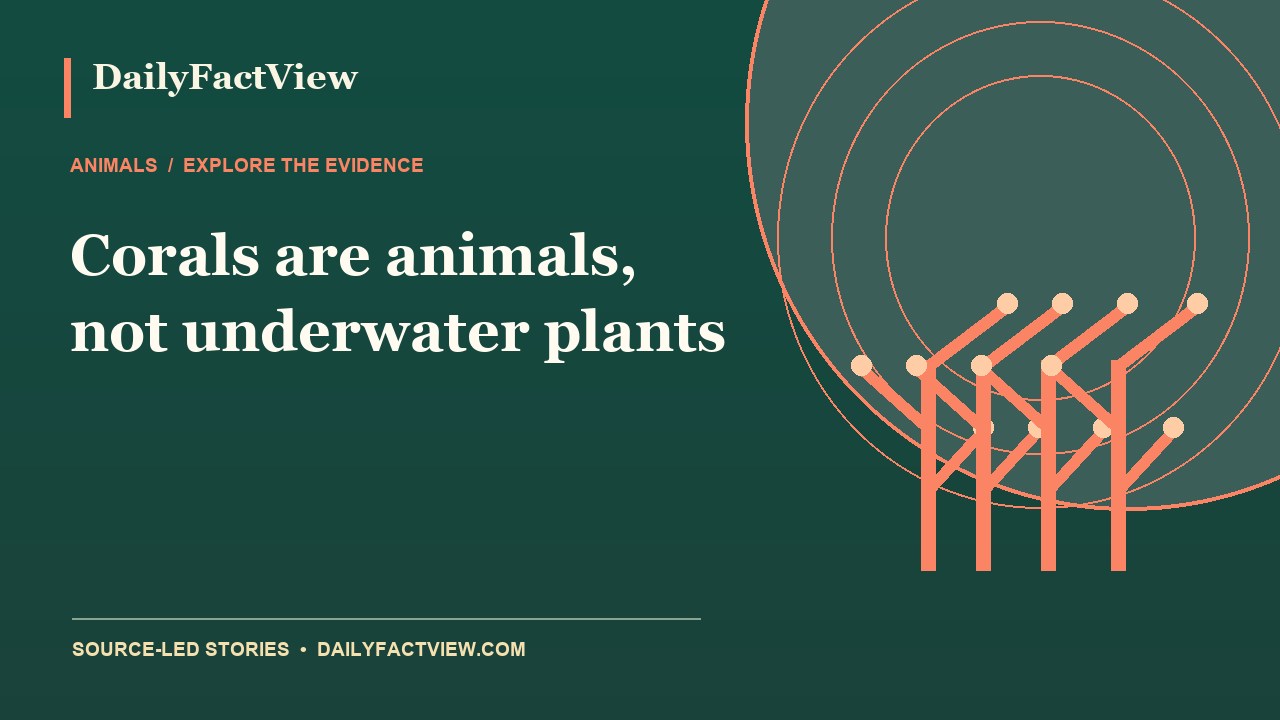 Original DailyFactView editorial illustration for Corals are animals, not underwater plants
