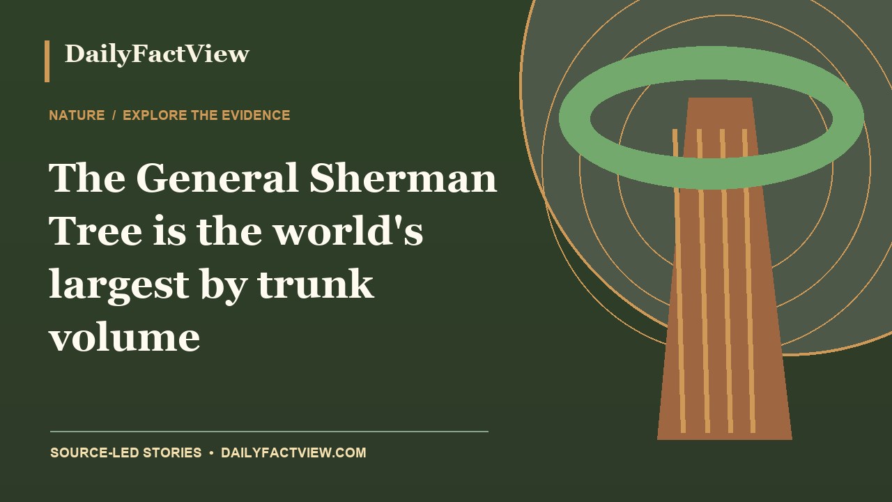 Original DailyFactView editorial illustration for The General Sherman Tree is the world's largest by trunk volume