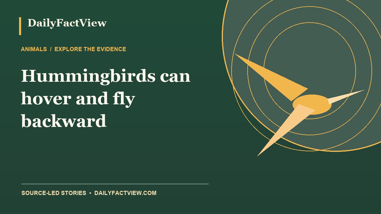 Original DailyFactView editorial illustration for Hummingbirds can hover and fly backward